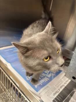 WASCAL -  Russian Blue and Domestic Short Hair Cat for Adoption in Grand Prairie, Texas - WASCAL | PetCurious
