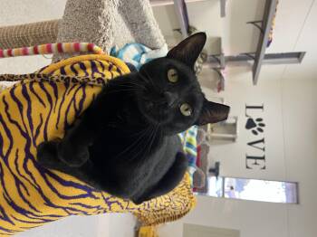Rescue Domestic Short Hair Cats for Adoption in Baton Rouge, Louisiana - Tokyo | PetCurious