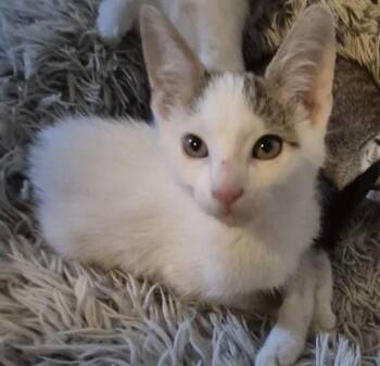 Docket - NASA Litter -  Turkish Van Cat for Adoption in Anthem, Arizona - Docket - NASA Litter | PetCurious