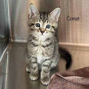 Comet -  Domestic Short Hair Cat for Adoption in Madisonville, Tennessee - Comet | PetCurious