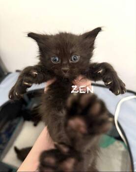 Domestic Long Hair Cats Available for Adoption - Zen | PetCurious
