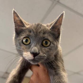 Sunny -  Domestic Short Hair Cat for Adoption in Goleta, California - Sunny | PetCurious