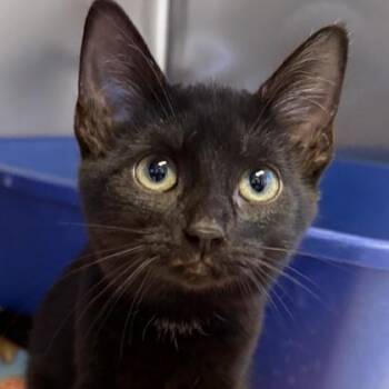 Candy Corn -  Domestic Short Hair Cat for Adoption in Lansing, Michigan - Candy Corn | PetCurious