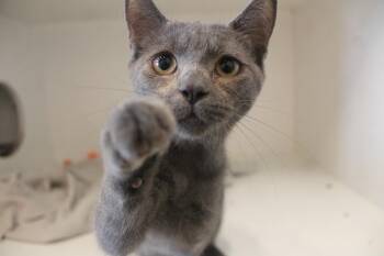 Silent Bob -  Domestic Short Hair Cat for Adoption in Chestertown, Maryland - Silent Bob | PetCurious