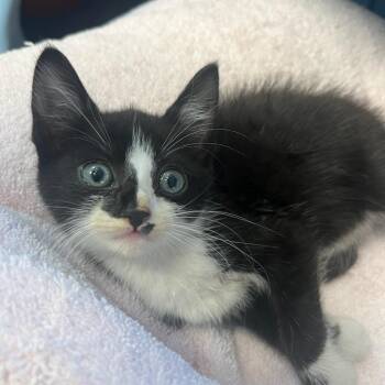 Inkblot -  Domestic Short Hair Cat for Adoption in Houston, Texas - Inkblot | PetCurious
