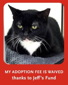 ELSA -  Domestic Short Hair Cat for Adoption in Dedham, Massachusetts - ELSA | PetCurious