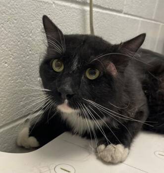 Armand -  Domestic Short Hair Cat for Adoption in Golden, Colorado - Armand | PetCurious