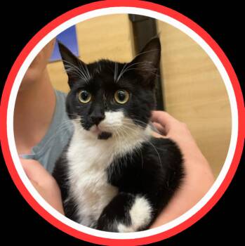 Tuxedo Cats Available for Adoption in Albuquerque, New Mexico - Karina | PetCurious