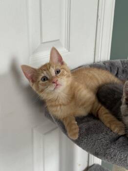 Axle -  Domestic Short Hair Cat for Adoption - Axle | PetCurious