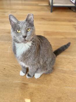 Honey Bunny -  Domestic Short Hair Cat for Adoption in Houston, Texas - Honey Bunny | PetCurious