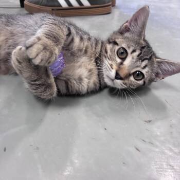 Berlin -  Domestic Short Hair Cat for Adoption in Houston, Texas - Berlin | PetCurious