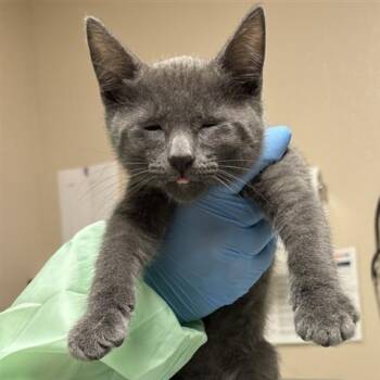 Rhys -  Domestic Short Hair Cat for Adoption in Tempe, Arizona - Rhys | PetCurious
