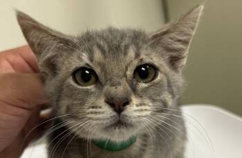 Rescue Domestic Short Hair Cats for Adoption in Napa, California - Shadow | PetCurious