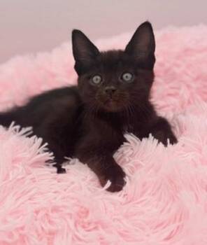 Poliwag -  Domestic Short Hair Cat for Adoption in Covington, Louisiana - Poliwag | PetCurious