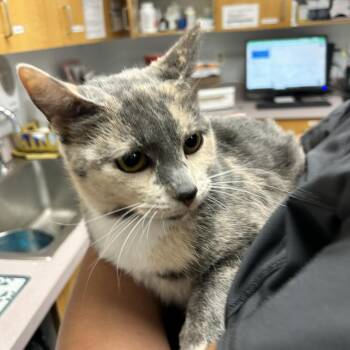 Aspen -  Domestic Short Hair Cat for Adoption in Durango, Colorado - Aspen | PetCurious