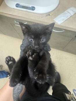 Domestic Short Hair Cats Available for Adoption in Farmers Branch, Texas - Pheobe | PetCurious