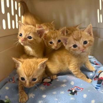 Linus -  Domestic Short Hair Cat for Adoption in Madison, Wisconsin - Linus | PetCurious