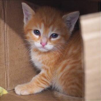 Sherman -  Domestic Short Hair Cat for Adoption in Evensville, Tennessee - Sherman | PetCurious