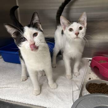 Rescue Domestic Short Hair Cats for Adoption in La Grange Park, Illinois - The Kelpies (Bonded) | PetCurious