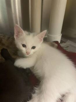 Pearl A217503 -  Domestic Short Hair Cat for Adoption in Plano, Texas - Pearl A217503 | PetCurious