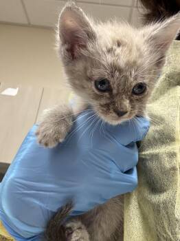SAMUEL -  Domestic Short Hair Cat for Adoption in Las Vegas, Nevada - SAMUEL | PetCurious