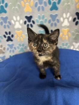 Domestic Short Hair Cats Available for Adoption in Wabash, Indiana - Piper | PetCurious