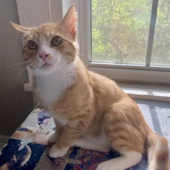 Rescue Domestic Short Hair Cats for Adoption in Gastonia, North Carolina - Sonny | PetCurious