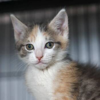 Buttercup -  Domestic Short Hair Cat for Adoption in Bradenton, Florida - Buttercup | PetCurious