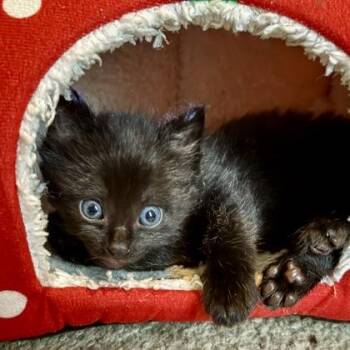 Kraken -  Domestic Medium Hair Cat for Adoption in Atlanta, Georgia - Kraken | PetCurious
