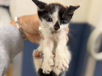 ELAIN -  Domestic Short Hair Cat for Adoption in Doral, Florida - ELAIN | PetCurious