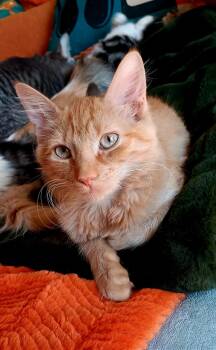 Rescue Domestic Long Hair Cats for Adoption in Phoenix, Arizona - Red - Bonded With Callie & Olive | PetCurious