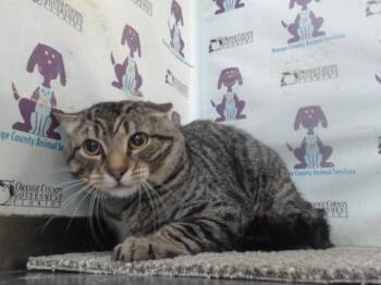 Rescue Domestic Short Hair Cats for Adoption in Orlando, Florida - SCRUFFY | PetCurious