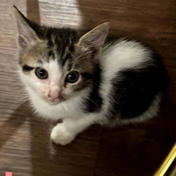 Domestic Short Hair Cats Available for Adoption - Jenna | PetCurious