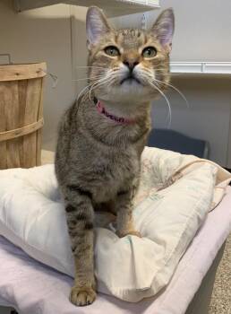 Domestic Short Hair Cats Available for Adoption in Fremont, Ohio - Queen | PetCurious