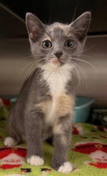 Domestic Short Hair Cats Available for Adoption in Ocala, Florida - Chompu | PetCurious