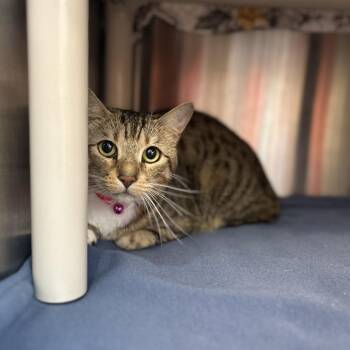 SILKIE -  Domestic Short Hair Cat Available for Adoption in Kyle, Texas - SILKIE | PetCurious