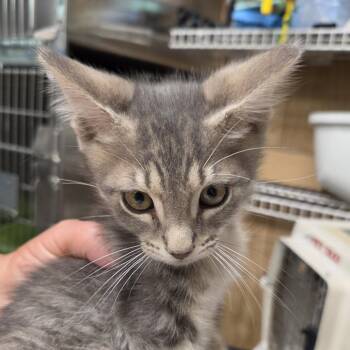 Pancake -  Domestic Short Hair Cat for Adoption in Leander, Texas - Pancake | PetCurious