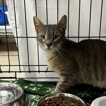 Barb -  Domestic Short Hair Cat for Adoption in Harrisville, West Virginia - Barb | PetCurious
