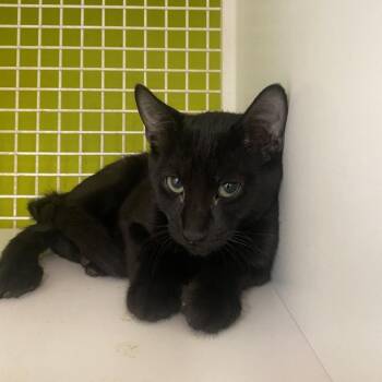 Leo -  Domestic Short Hair Cat for Adoption in Tallahassee, Florida - Leo | PetCurious