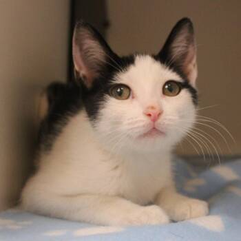 Tuxedo Mask -  Domestic Short Hair Cat for Adoption in Champaign, Illinois - Tuxedo Mask | PetCurious