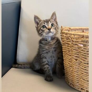 Bluey -  Domestic Short Hair Cat for Adoption in Syosset, New York - Bluey | PetCurious