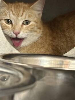 Domestic Short Hair Cats Available for Adoption in Casper, Wyoming - BEAN | PetCurious