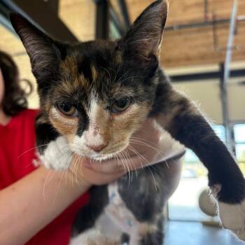 Mandy -  Domestic Short Hair Cat for Adoption in Leander, Texas - Mandy | PetCurious