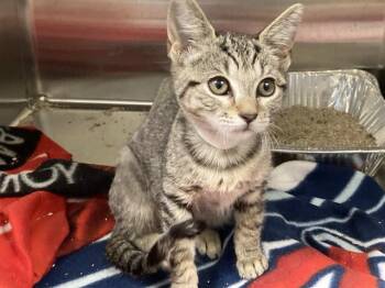 ROSE -  Domestic Short Hair Cat for Adoption in Tustin, California - ROSE | PetCurious