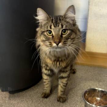 Michael -  Domestic Medium Hair Cat Available for Adoption in Sarasota, Florida - Michael | PetCurious