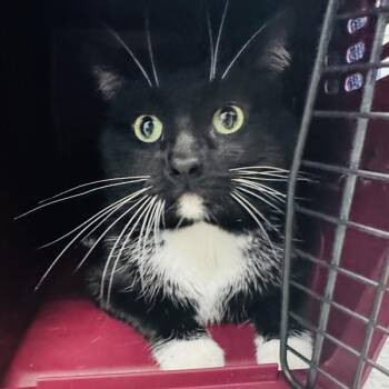 Comet -- Bonded Buddy With Astro -  Domestic Short Hair Cat for Adoption in Des Moines, Iowa - Comet -- Bonded Buddy With Astro | PetCurious