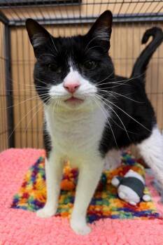 Lil John -  Domestic Short Hair Cat for Adoption in Ocala, Florida - Lil John | PetCurious