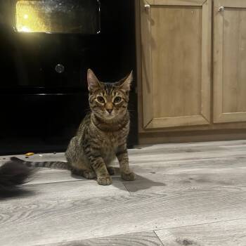 Rescue Tabby Cats for Adoption in Nacogdoches, Texas - MOOSE | PetCurious