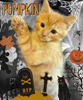 Pumpkin -  Tabby Cat for Adoption in Pasco, Washington - Pumpkin | PetCurious