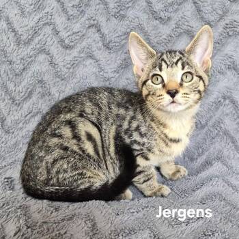 Jergens -  Domestic Short Hair Cat for Adoption in Matteson, Illinois - Jergens | PetCurious